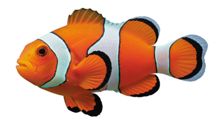 Isolated Clown Fish
