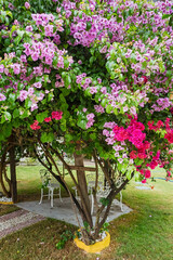 Boungainvillea Garden. This plant is one of most bright and colorful tropical plants. The flowering...