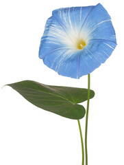 ipomoea flower isolated