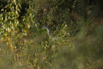 Grey Heron on the Hunt