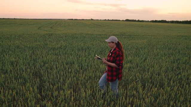 Agriculture, Woman with tablet in wheat field, Female farmer at sunset, Modern agriculture technology, Farmer in a plaid shirt, Smart farming concept, Digital field analysis, Rural technology use