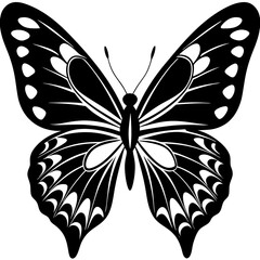 butterfly on white background