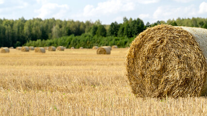 Hay circles after harvesting in the field