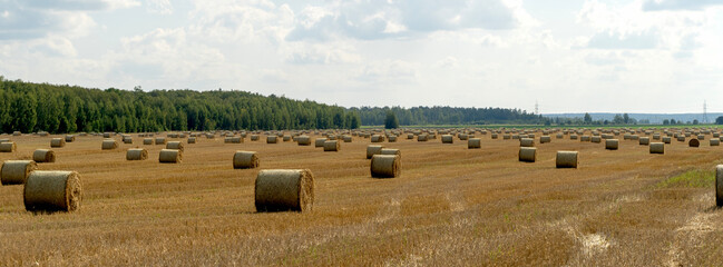 Hay circles after harvesting in the field