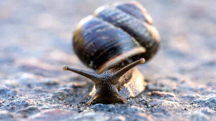 Slug or snails on a forest path