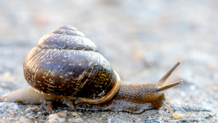 Slug or snails on a forest path