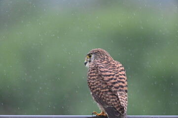 Common Kestrel in the Rain – Falcon Standing Still in a Stormy Moment