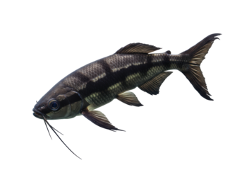 Isolated Elongated Black Mystus Fish with Barbel