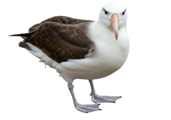 Isolated Albatross Bird with White Head and Brown Wings