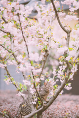 Cat's Leisure Time on a Cherry Blossom Tree