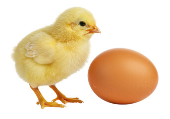 Obraz premium Isolated Newborn Chick Beside Uncracked Egg