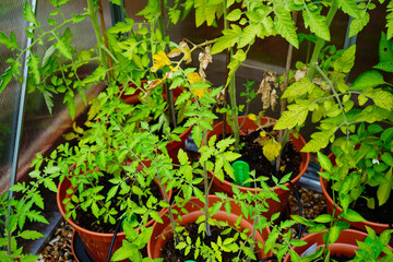Tomatoes growing in pots in a greenhouse
