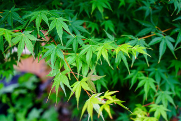 Close up of acer tree leaves in the spring