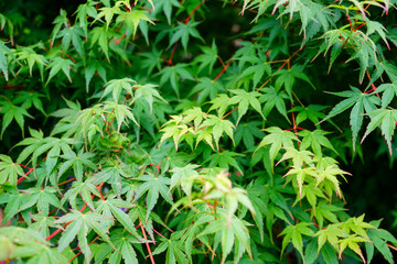 Close up of acer tree leaves in the spring