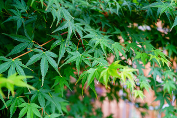 Close up of acer tree leaves in the spring