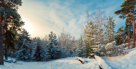 Panorama of winter forest on a sunny morning.