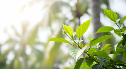Obraz premium Hibiscus Bush With Tender Leaves In Bright Sunlight, Tropical Foliage