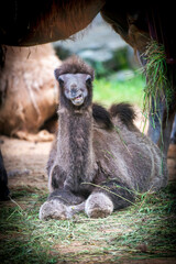 The Bactrian camel (Camelus bactrianus) the animal molts in summer and rests in the sun, Czech Republic, Europe