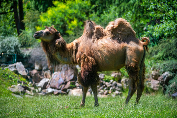 The Bactrian camel (Camelus bactrianus) the animal molts in summer and rests in the sun, Czech Republic, Europe