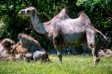 The Bactrian camel (Camelus bactrianus) the animal molts in summer and rests in the sun, Czech Republic, Europe