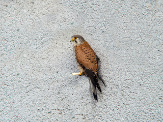 Common Kestrel (Falco tinnunculus) perched on urban wall – bird of prey in city environment