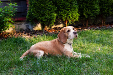Beagle resting in grass at sunset