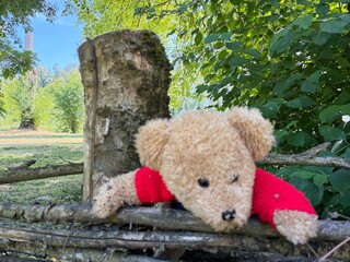 Teddy bear and the forest fence.