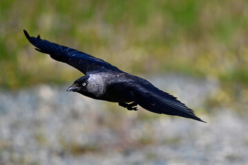 flying jackdaw // fliegende Dohle (Corvus monedula soemmerringii) - Danube Delta, Romania