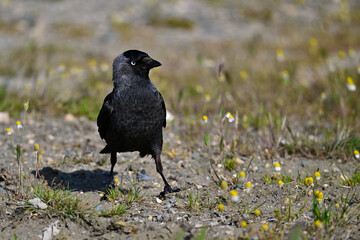 Dohle // jackdaw (Corvus monedula soemmerringii) - Donaudelta, Rumänien