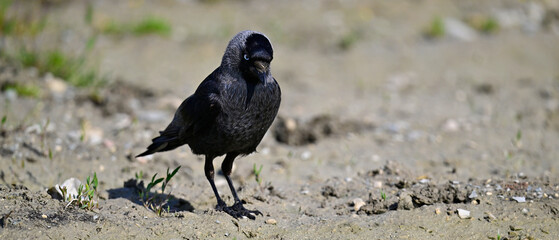 Obraz premium Dohle // jackdaw (Corvus monedula soemmerringii) - Donaudelta, Rumänien
