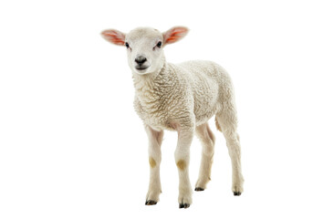 Fototapeta premium Isolated Adorable White Lamb Standing Calmly
