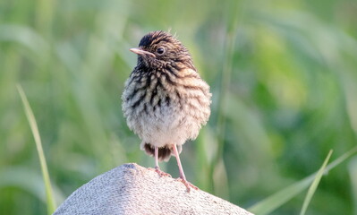 red winged blackbird