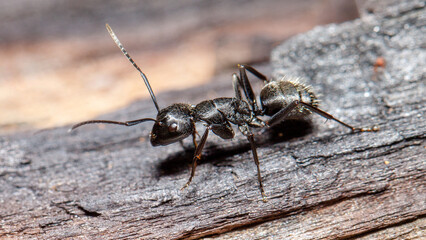 ant on the ground
