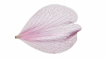 Geranium Petal Close Up With Delicate Veins Isolated On White Backdrop