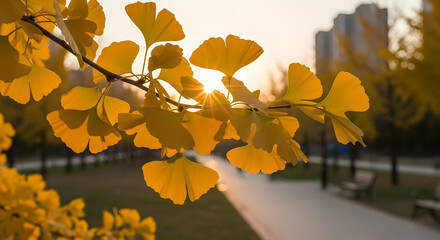 Obraz premium Golden Ginkgo Leaves Illuminated by Sunset in Urban Park Scenery