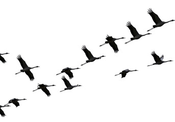 Isolated Flock of Cranes Flying in Formation Graceful