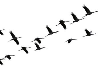 Isolated Flock of Cranes Flying in Formation Graceful