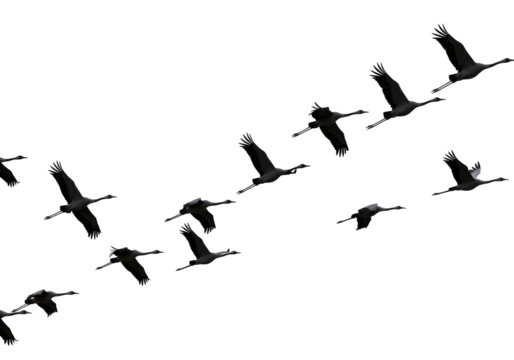 Isolated Flock of Cranes Flying in Formation Graceful