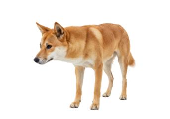 Isolated Alert Dingo Stance in Natural Light