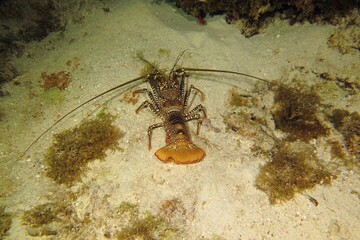 Spiny lobster (Panulirus argus) on the sandy bottom. Underwater animal photography from night scuba diving on the coral reef. Marine life in the deep ocean. Crawfish in the sea.
	
