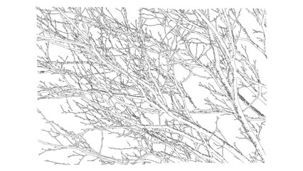 Dense Tangle of Winter Tree Branches Black and White Line Art