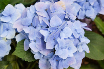 blue hydrangea flower