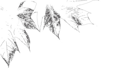 Detailed Closeup Hand Drawn Leaves Line Art
