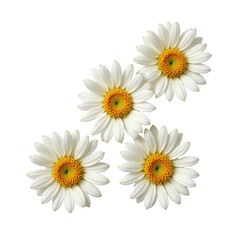 Obraz premium Bright White Daisies with Yellow Centers on a Transparent Background for Floral Design and Nature Themes