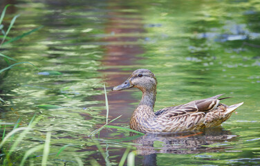 Female Mallory Duck swimming on a pond at Roswell Boardwalk park in Georgia.