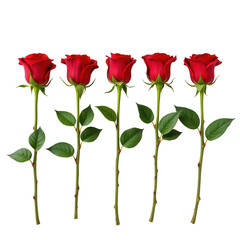 Obraz premium Five Beautiful Red Roses with Green Leaves on Long Stems Isolated on White Background for Elegant Decorations