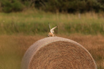 A falcon on a hay bale