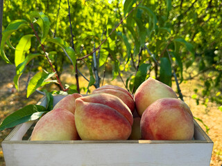 Picking of ripe peach fruits in orchard 