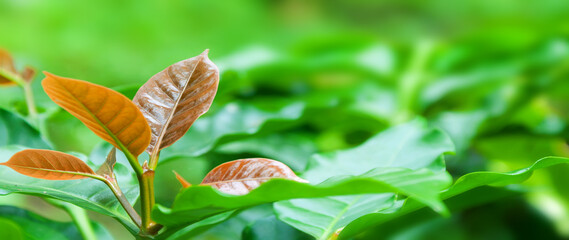Nature green leaf in garden at summer for background. Abstract green leaf texture, nature background, tropical leaf, environment ecology or green wallpaper