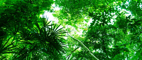 Obraz premium Nature green leaf in garden at summer for background. Abstract green leaf texture, nature background, tropical leaf, environment ecology or green wallpaper